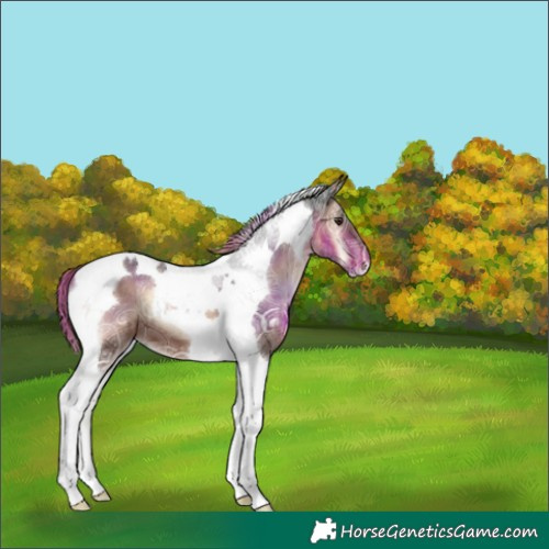 Horse Color:Liver Red Onyx Ice Tobiano 