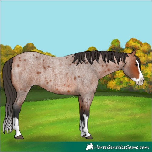 Horse Color:Bay Roan Splash 