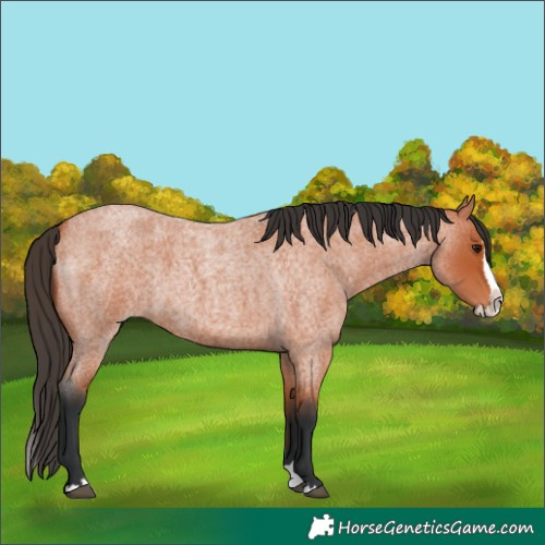 Horse Color:Bay Roan Splash 