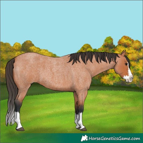 Horse Color:Bay Roan Splash 