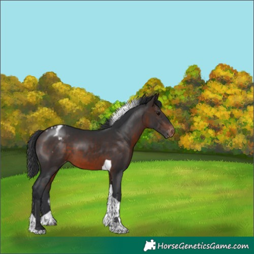 Horse Color:Brown Tobiano Appaloosa 