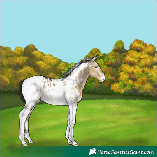 Horse Color:Buckskin Dun Tobiano Blanket Rabicano 
