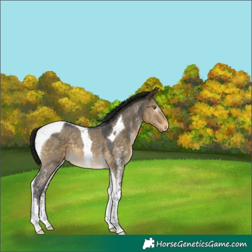 Horse Color:Gray Buckskin Dun Sabino Tobiano 