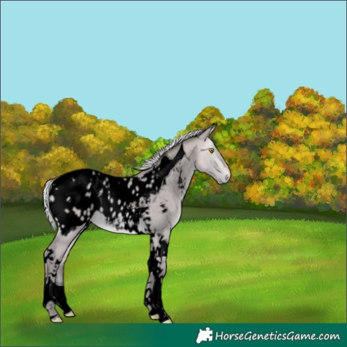 Horse Color:Void Platinum Silver Buckskin Dun Tobiano Appaloosa 