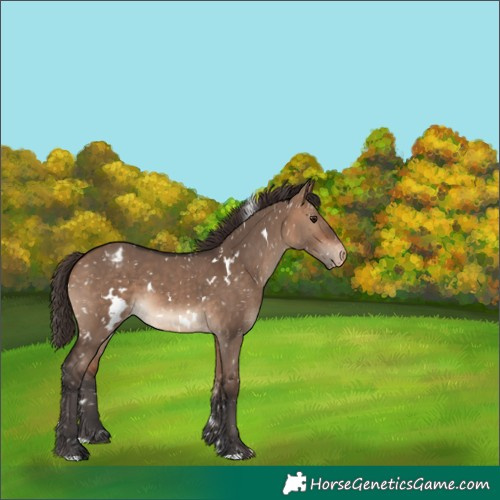 Horse Color:White Spotted Bay Dun Snowflake Varnish 