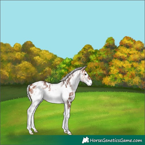 Horse Color:White Spotted Silver Brown Splash Frame Appaloosa 