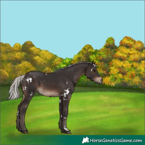 Horse Color:White Spotted Silver Brown 