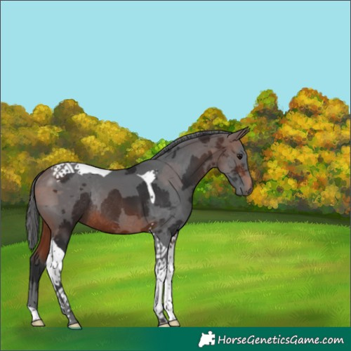 Horse Color:Brown Merle Tobiano Rabicano 