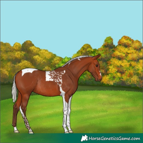 Horse Color:Silver Bay Tobiano Rabicano