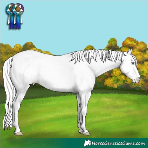 Horse Color:Liver Chestnut Chinchilla Appaloosa 