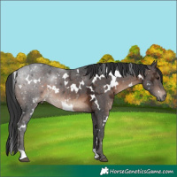 Horse Color:White Spotted Brown Ice 