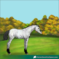 Horse Color:Blue Ice Roan Sabino