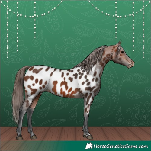 Horse Color:Bay Appaloosa 