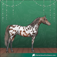 Horse Color:Bay Appaloosa 