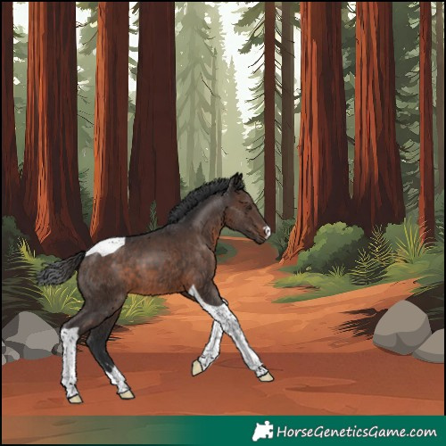 Horse Color:Brown Tobiano 