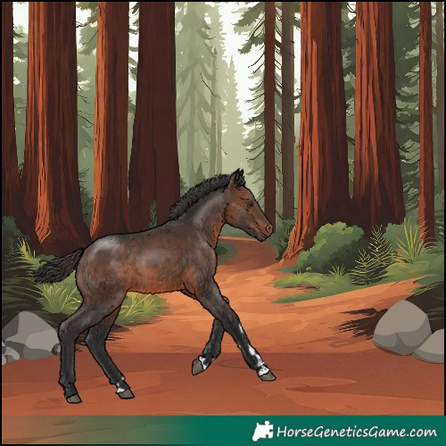 Horse Color:Brown 