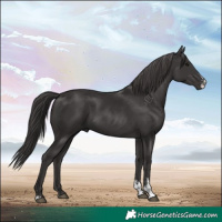Horse Color:Smoky Black Sabino
