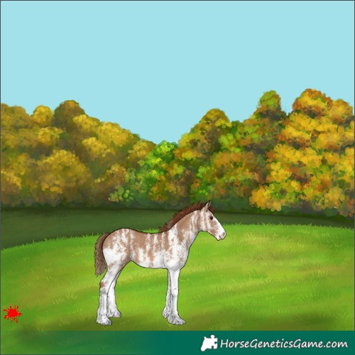 Horse Color:White Spotted Red Dun Varnish 