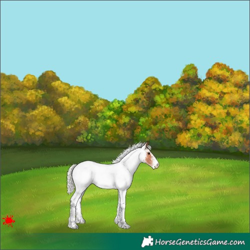 Horse Color:White Spotted Silver Bay 