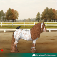 Horse Color:Red Roan Near Leopard 