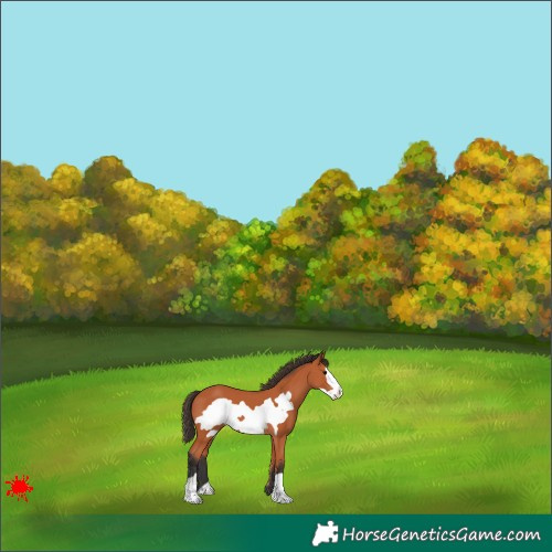 Horse Color:Bay Frame 