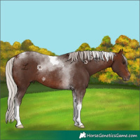 Horse Color:Silver Brown Tobiano Rabicano