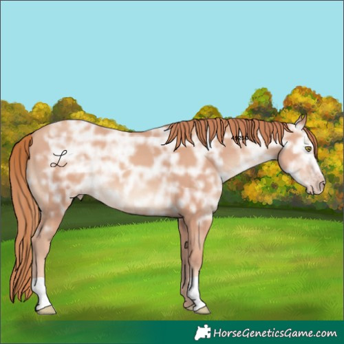 Horse Color:Gold Champagne Ice 