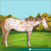 Horse Color:Gold Champagne Ice
