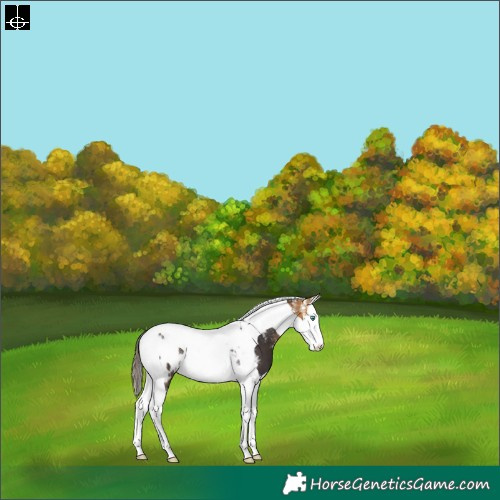 Horse Color:Powder White Buckskin Splash Tobiano Appaloosa