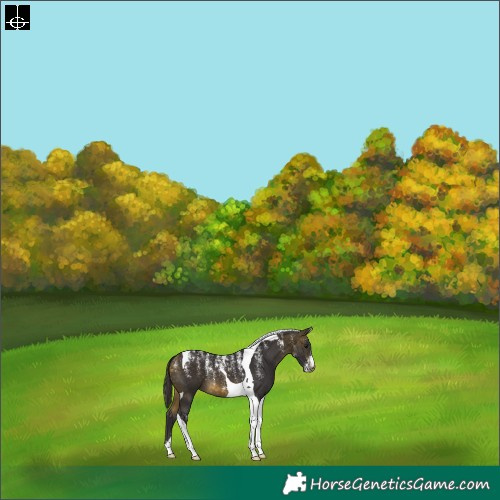 Horse Color:Powder White Buckskin Tobiano Varnish 