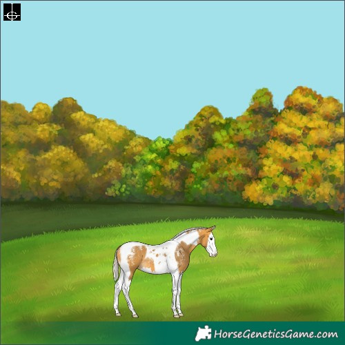 Horse Color:Powder White Silver Buckskin Splash Tobiano 