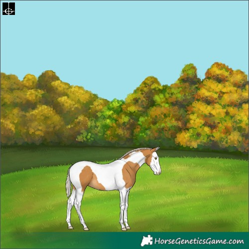 Horse Color:Palomino Splash Tobiano 