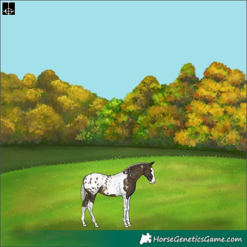 Horse Color:Powder White Silver Buckskin Splash Tobiano Blanket 