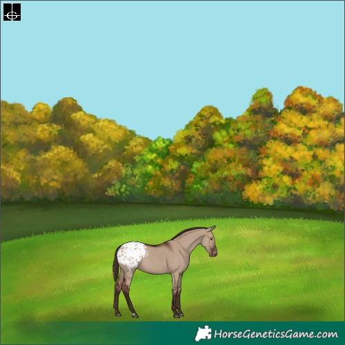 Horse Color:Liver Red Dun Appaloosa 