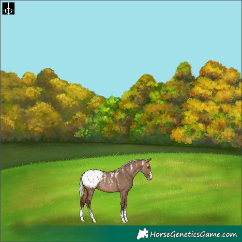 Horse Color:Powder White Silver Bay Dun Appaloosa Rabicano 