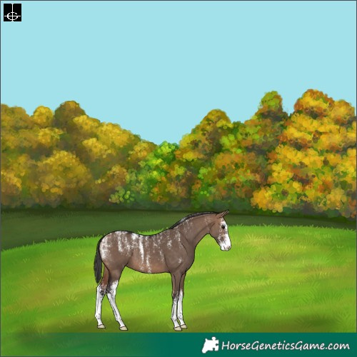 Horse Color:Powder White Bay Dun Sabino 
