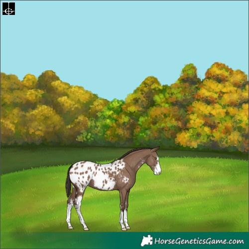 Horse Color:Liver Red Dun Sabino Blanket 