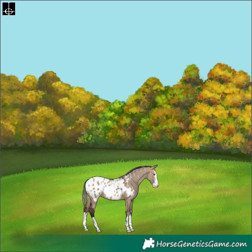 Horse Color:Powder White Brown Dun Sabino Splash Appaloosa
