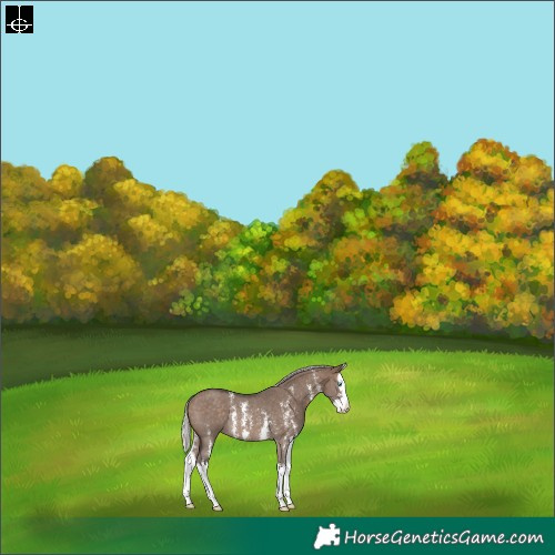 Horse Color:Silver Brown Dun Sabino Splash Rabicano 