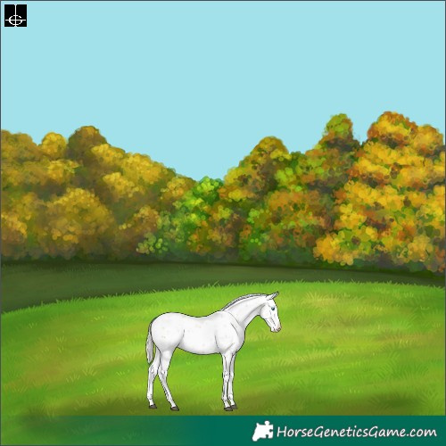 Horse Color:Silver Buckskin Sabino Splash 