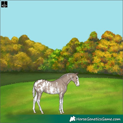 Horse Color:Silver Grullo Sabino Splash Blanket 