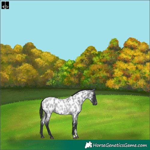 Horse Color:Blue Roan Sabino Near Leopard 