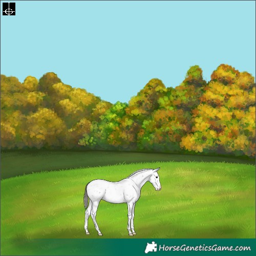 Horse Color:Grullo Sabino Splash Near Leopard 