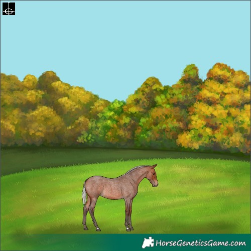 Horse Color:Silver Brown Roan 