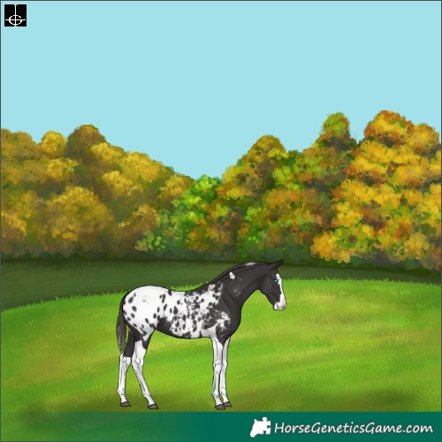 Horse Color:Smoky Black Splash Tobiano Appaloosa 