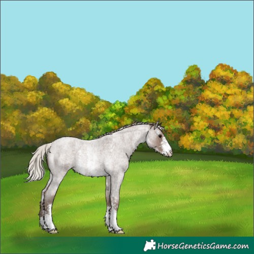 Horse Color:Silver Blue Roan Sabino