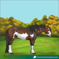 Horse Color:Bay Splash Frame 
