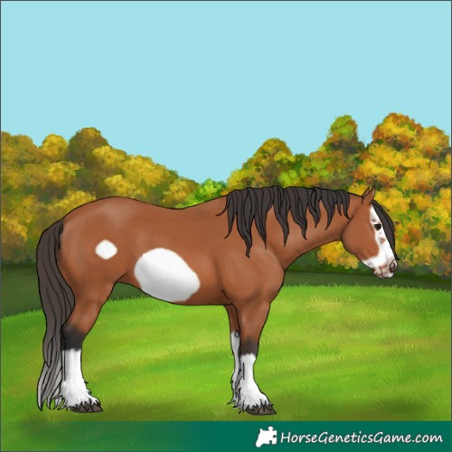 Horse Color:Bay Splash Frame 