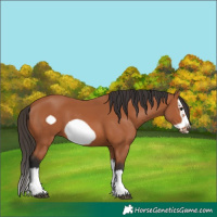 Horse Color:Bay Splash Frame