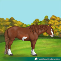 Horse Color:Chestnut Splash Frame 